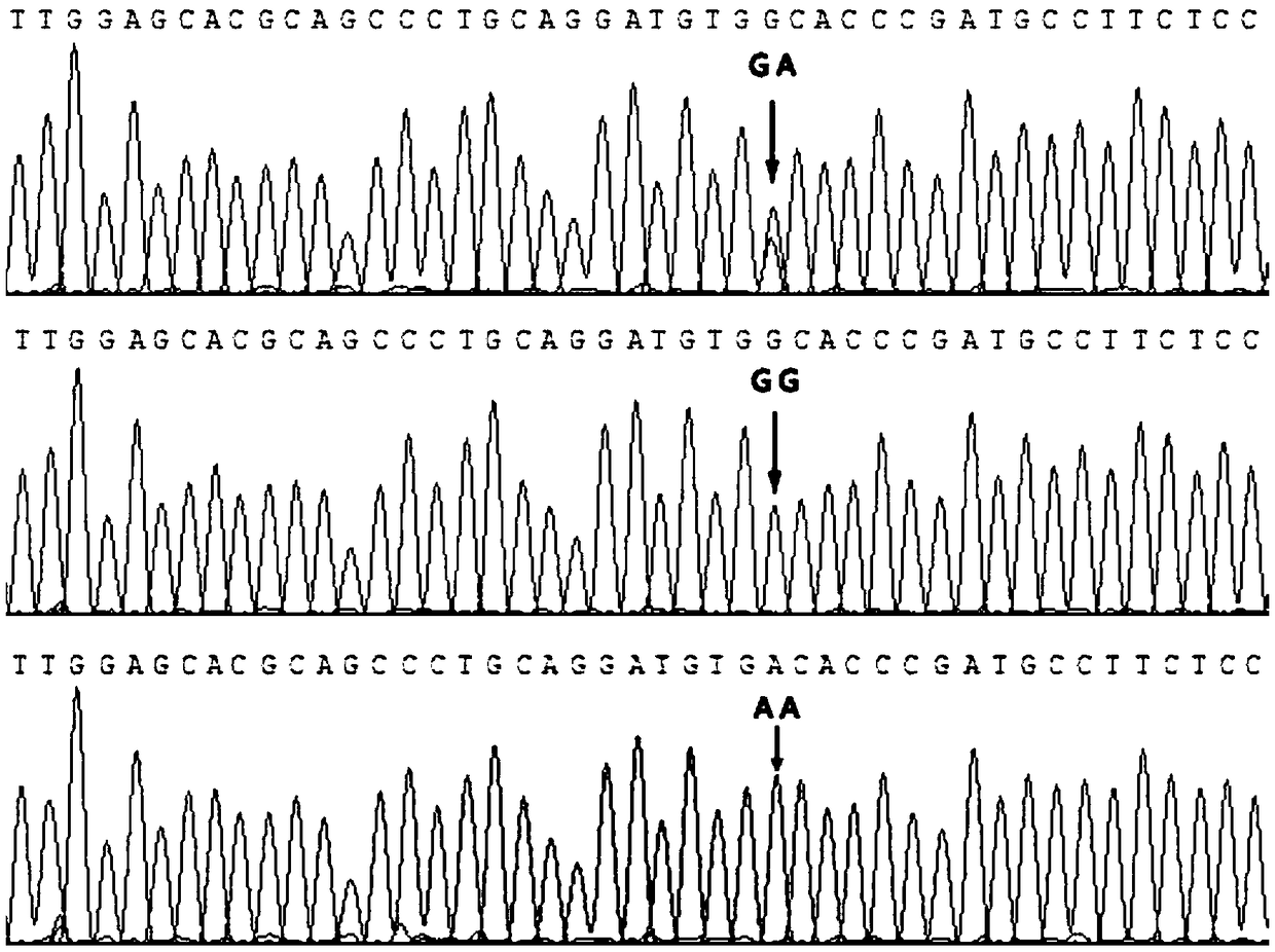 SNP molecular marker related to cockscomb developmental character and detection method thereof