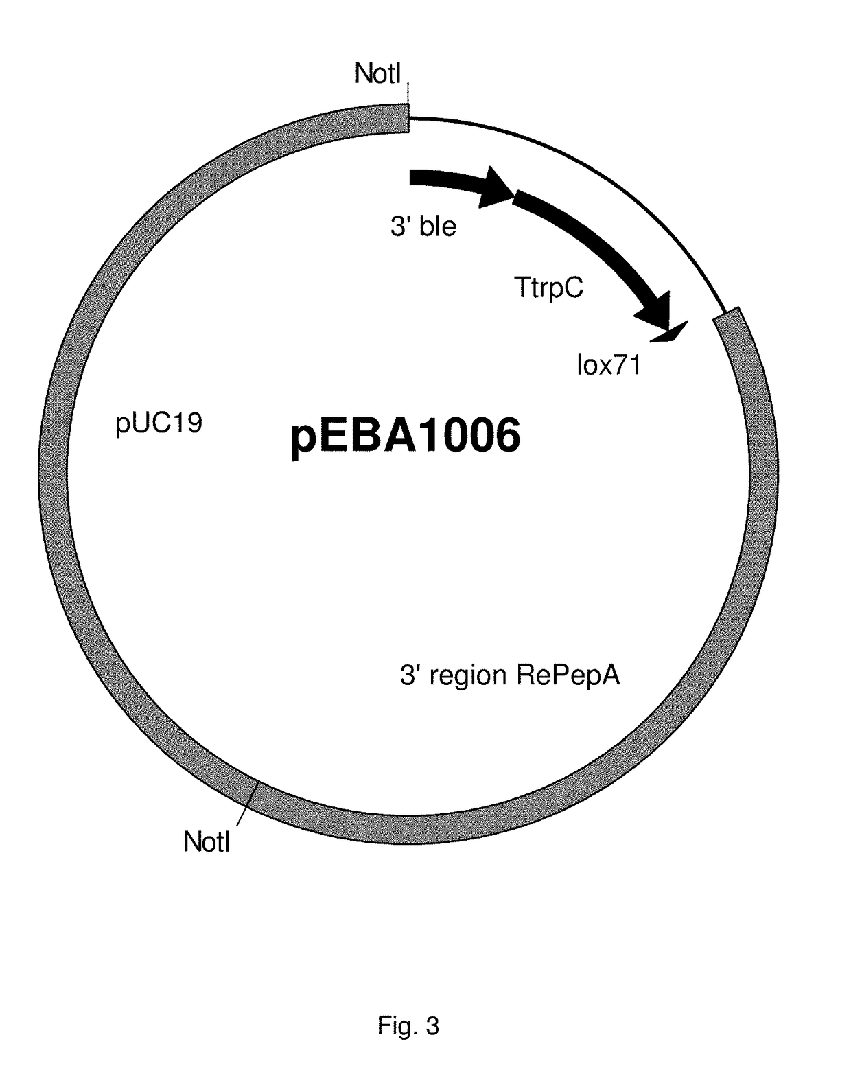 Carbohydrate degrading polypeptide and uses thereof