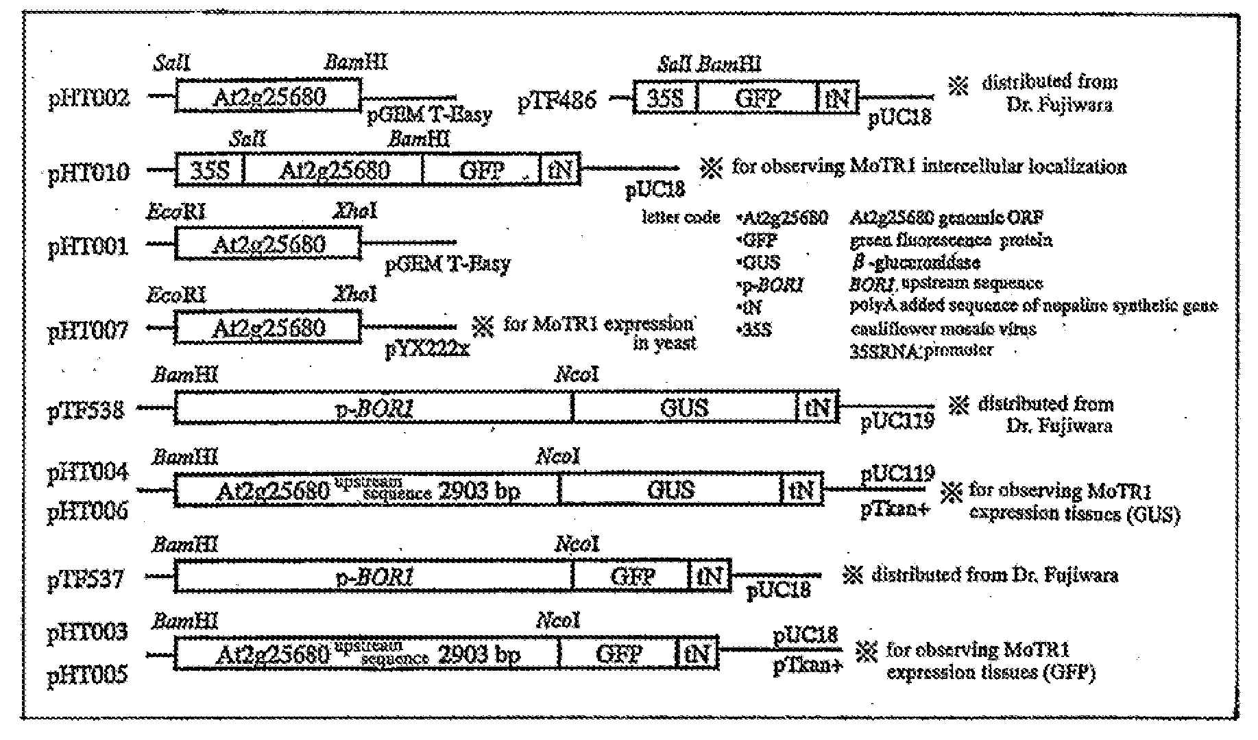 Molybdenum Transporter and Gene Thereof