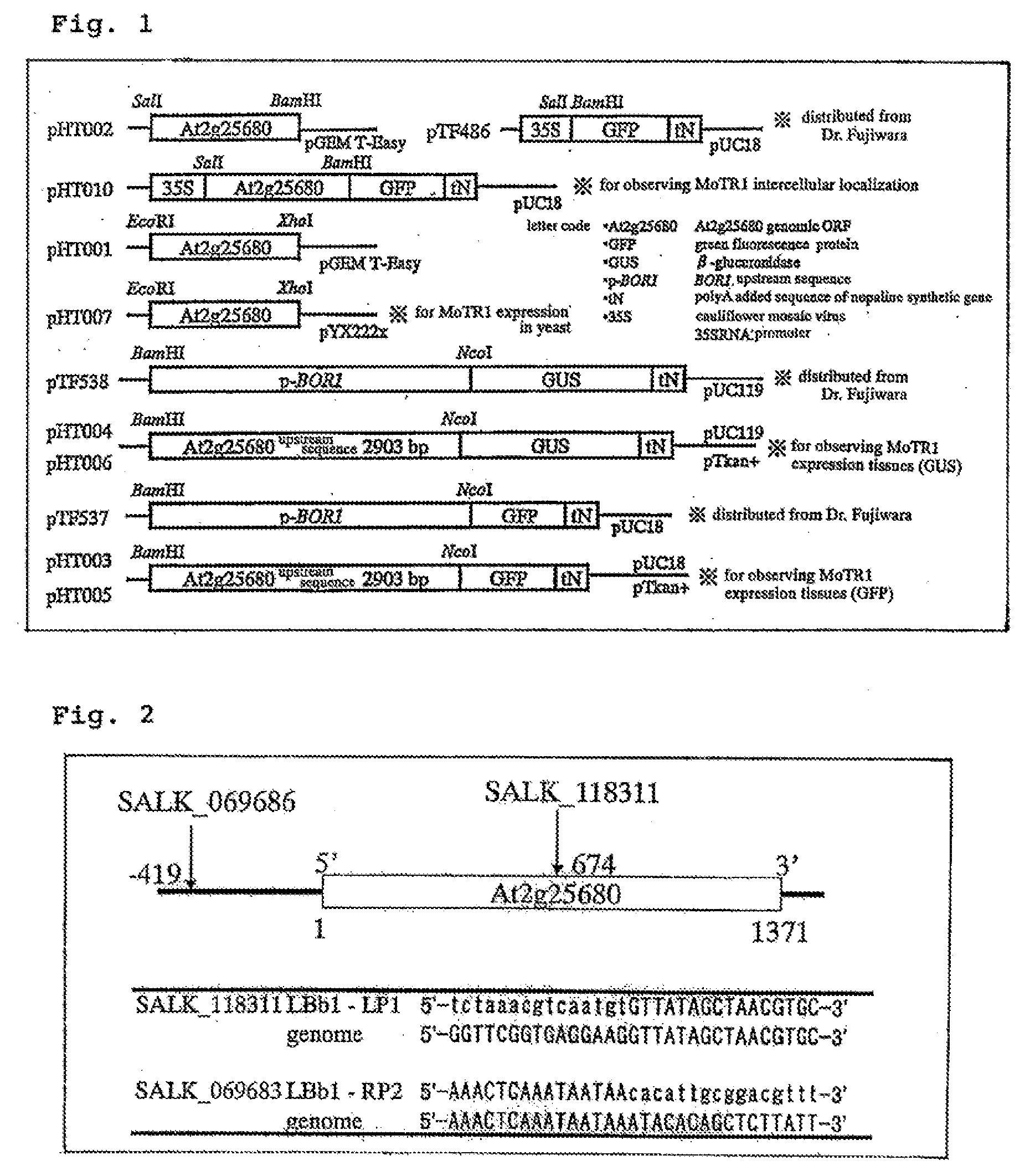 Molybdenum Transporter and Gene Thereof