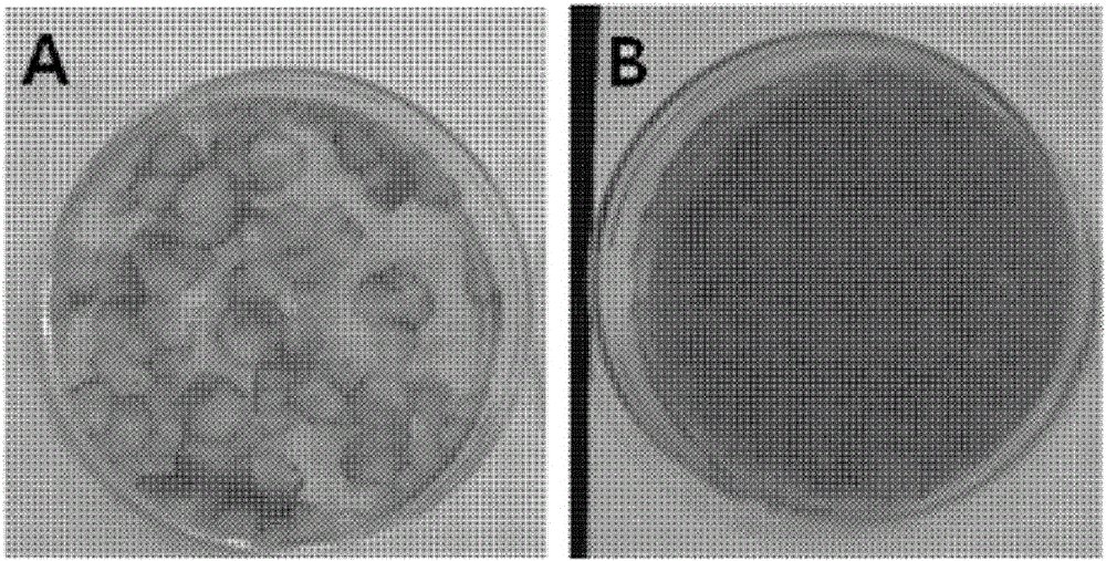 Method for making three-dimensional cultured skin model including dermis and epidermis, and three-dimensional cultured skin model made thereby