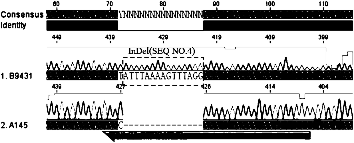 InDel molecular marker for identifying pepper maturity and application thereof