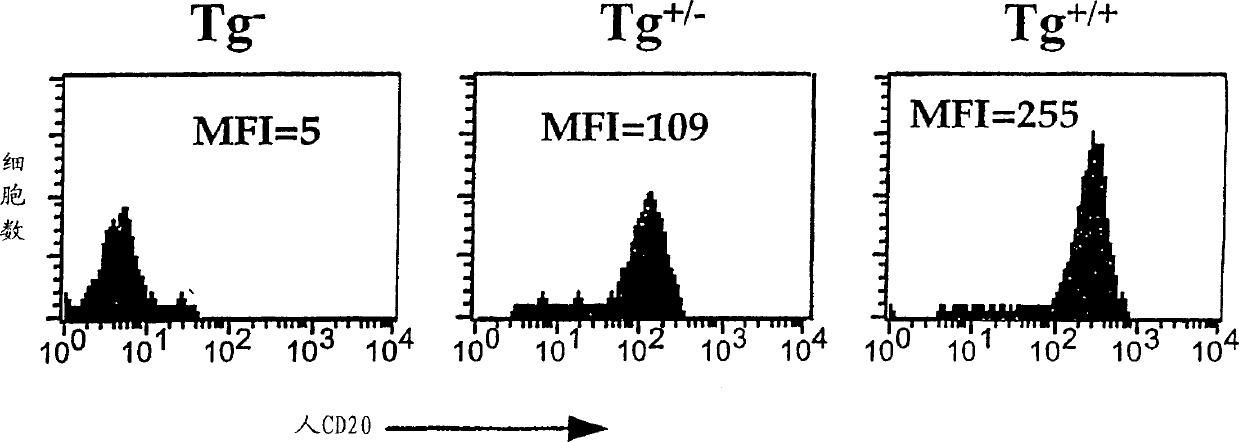 Transgenic mice expressing human cd20 and/or cd16