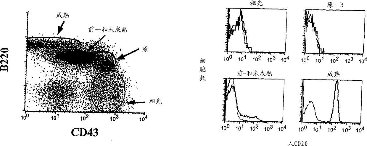 Transgenic mice expressing human cd20 and/or cd16