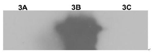 Method for detecting NSPs residues in foot-and-mouth disease inactivated antigens or inactivated vaccines