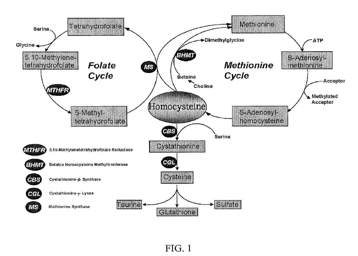 Uses of and methods of treatment with cystathionine