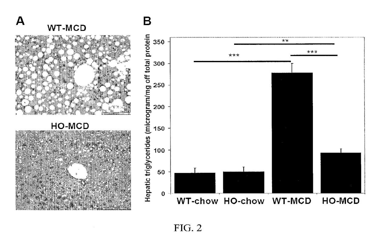 Uses of and methods of treatment with cystathionine