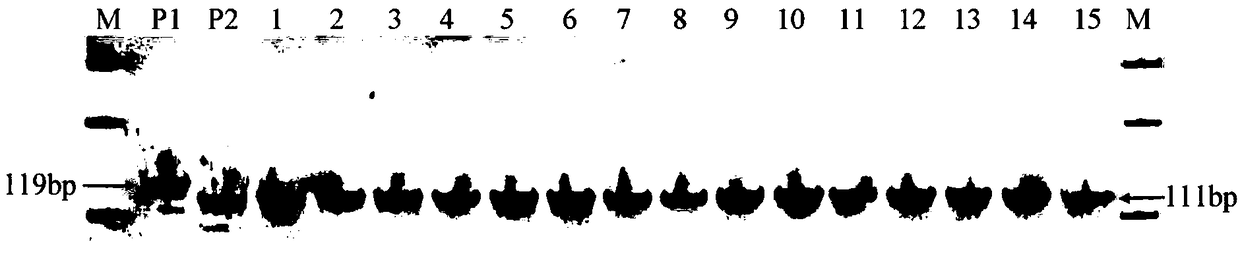 Anti-southern rice black-streaked dwarf disease site qSRBSDV9 and molecular marking method thereof