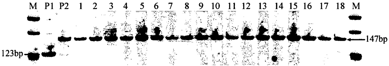 Anti-southern rice black-streaked dwarf disease site qSRBSDV9 and molecular marking method thereof