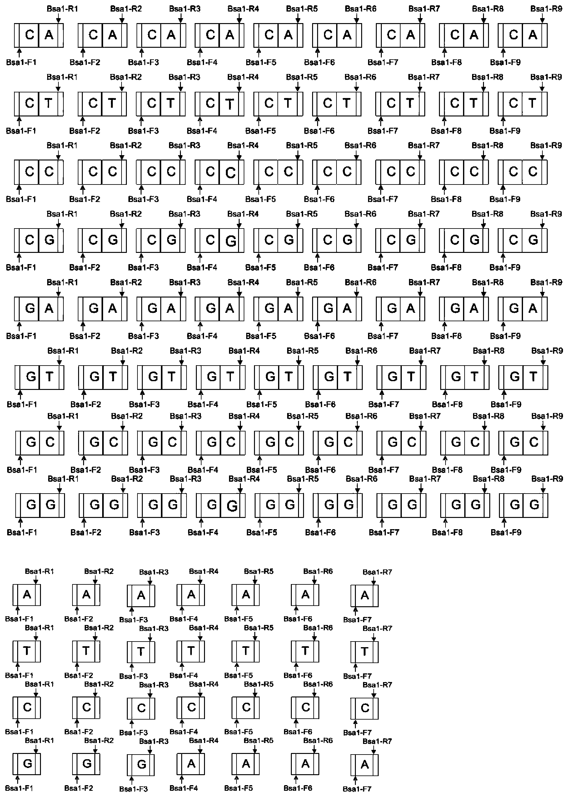 DNA (Deoxyribonucleic Acid) library and method for constructing transcription activator like effector nuclease plasmids