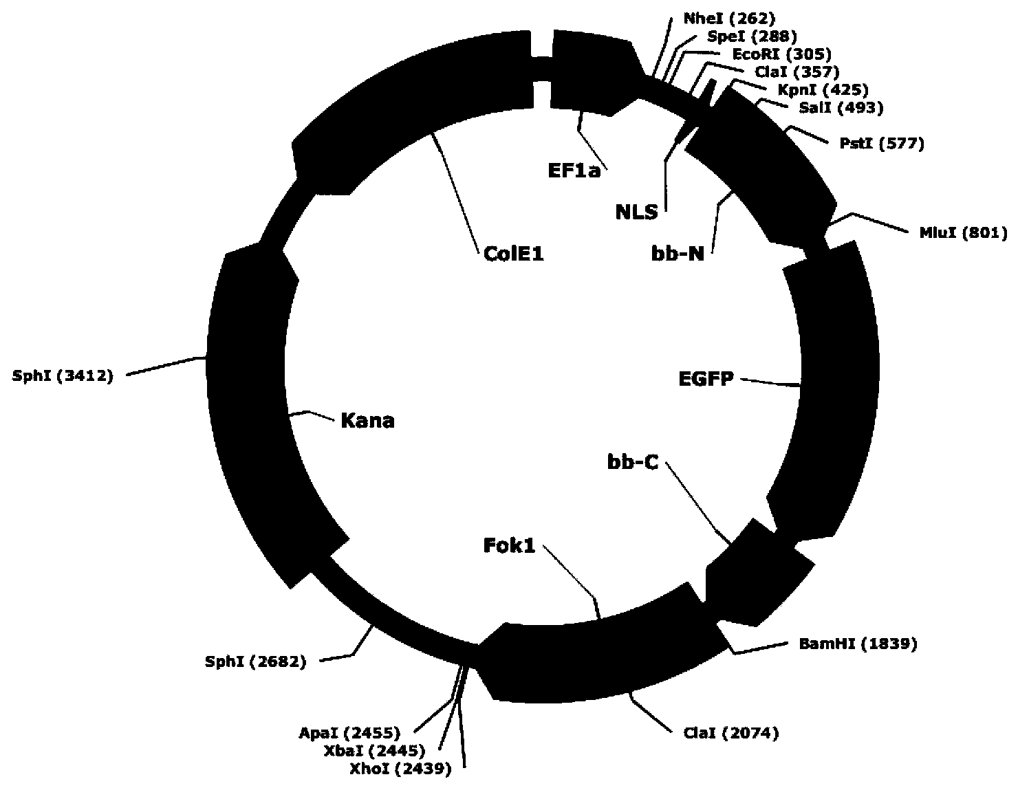 DNA (Deoxyribonucleic Acid) library and method for constructing transcription activator like effector nuclease plasmids