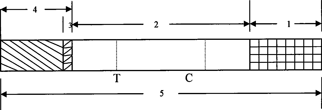 Test paper strip for detecting encephalitis virus IgM antibody colloidal gold, method for making same and applications