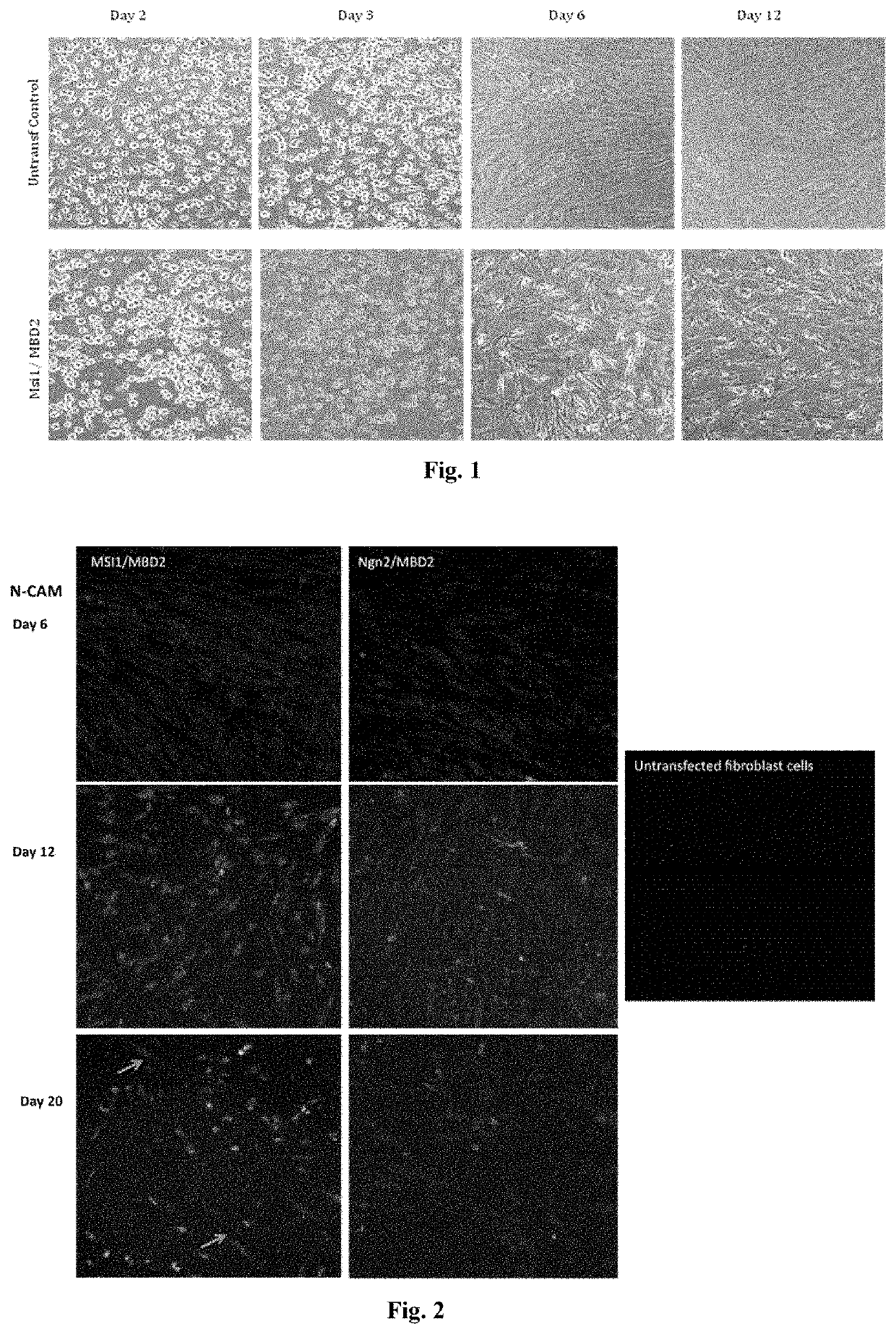 Methods for reprogramming cells and uses thereof