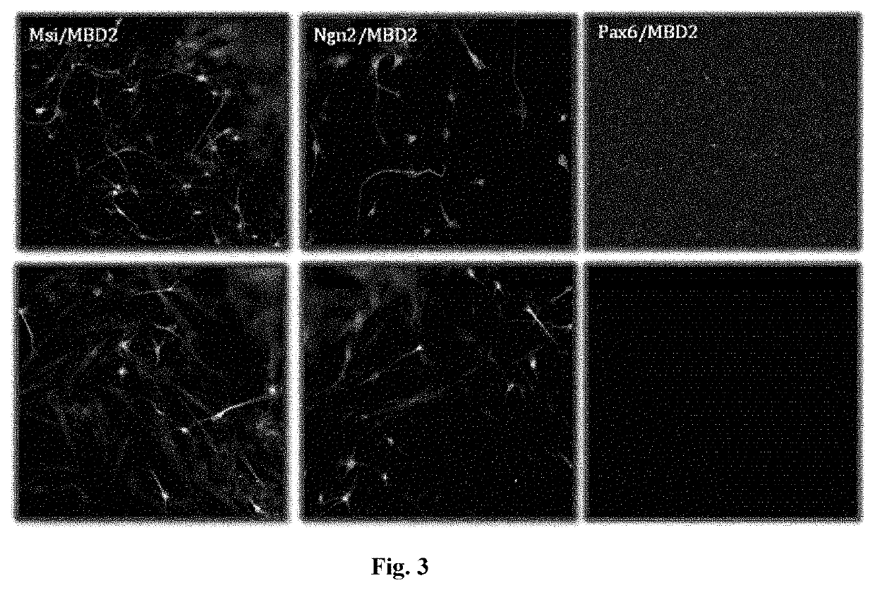 Methods for reprogramming cells and uses thereof