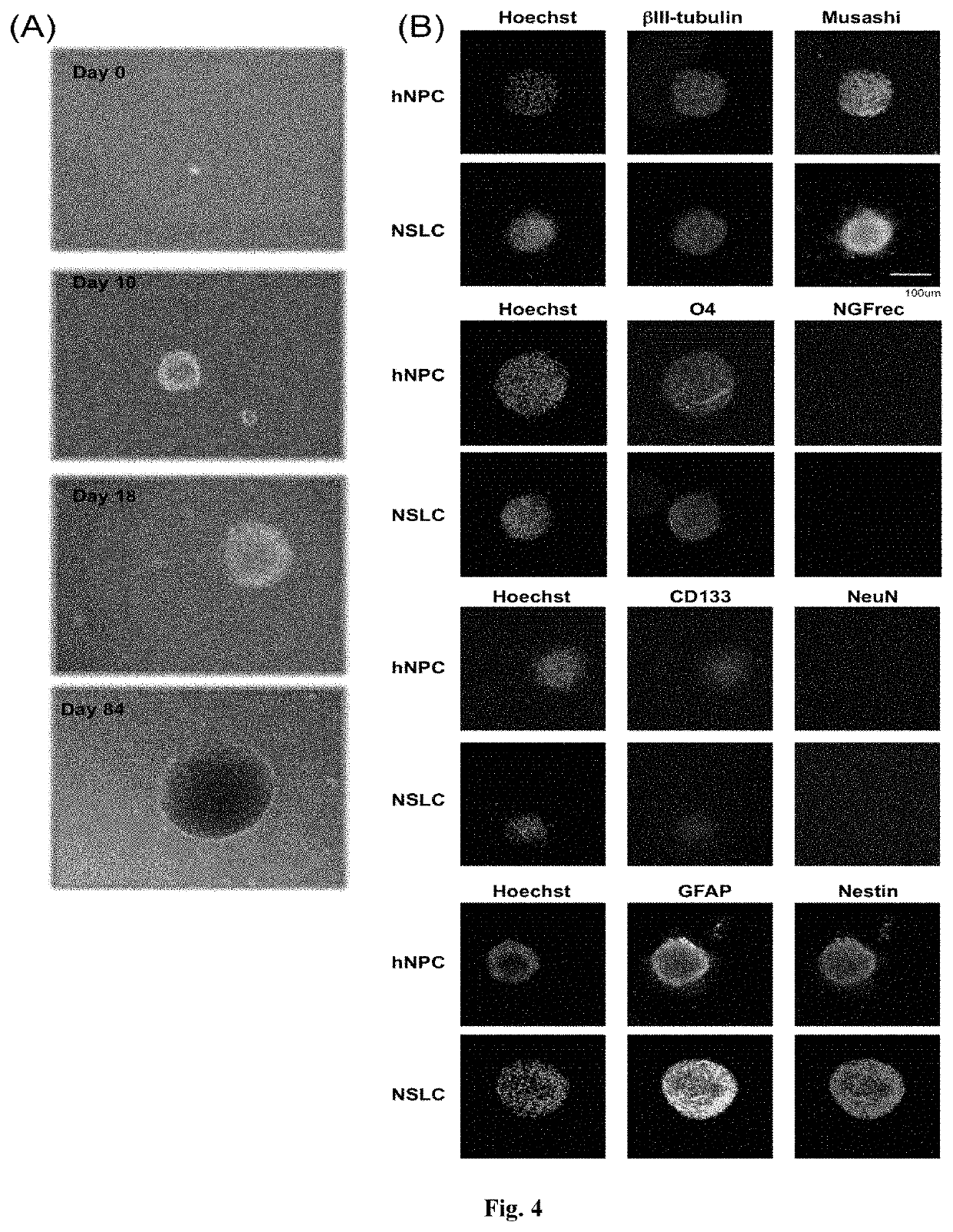 Methods for reprogramming cells and uses thereof