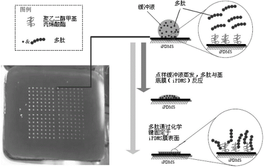 Polypeptide used for auxiliary diagnosis of malaria, detection member comprising polypeptide and detection kit