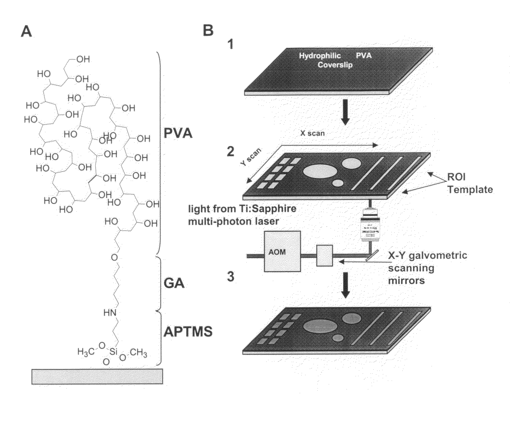 Micropatterning of biological molecules using laser ablation