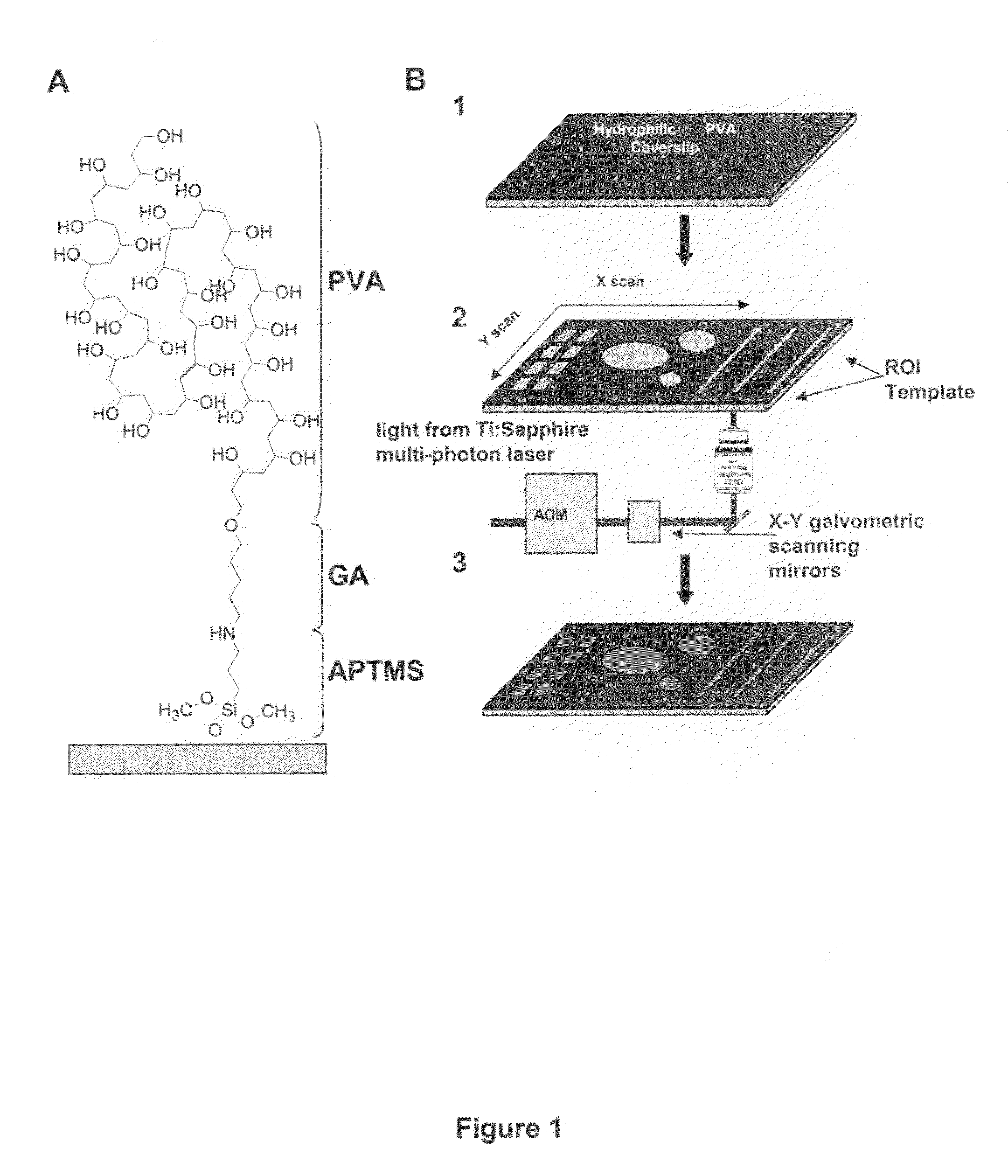 Micropatterning of biological molecules using laser ablation