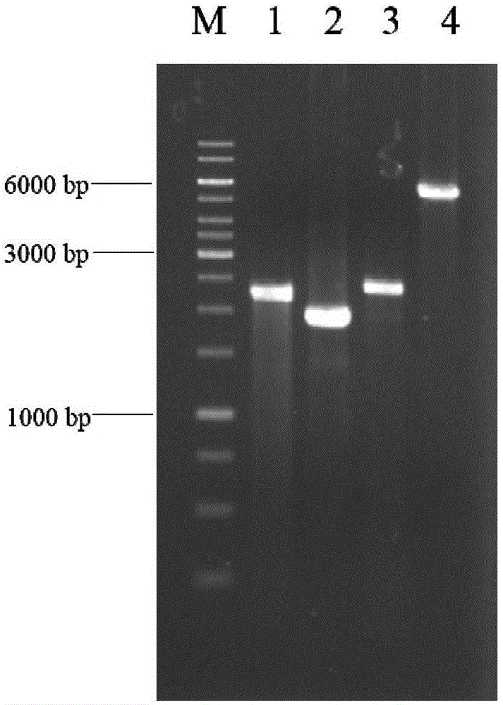 Functional protein POX01167, encoding gene thereof and application of functional protein POX01167 and encoding gene