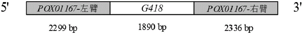 Functional protein POX01167, encoding gene thereof and application of functional protein POX01167 and encoding gene