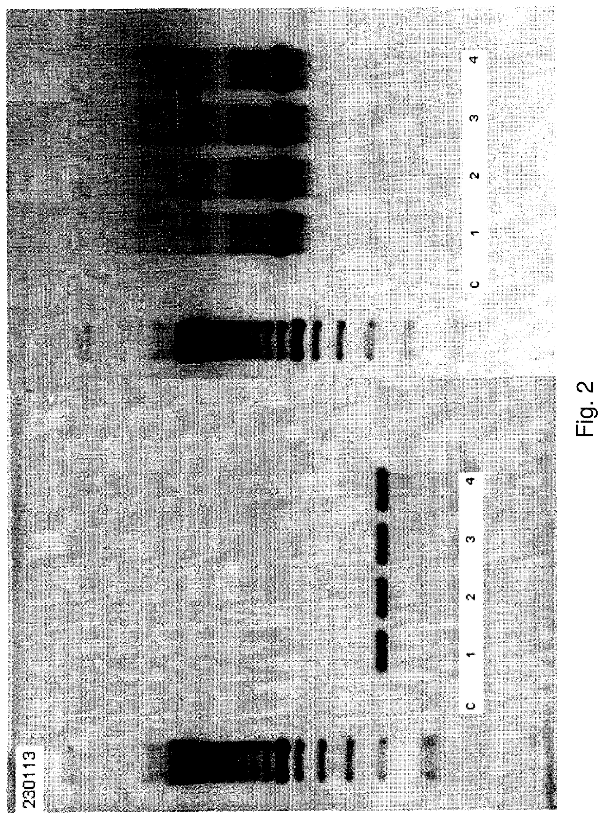 Detection of DNA sequences as risk factors for HIV infection