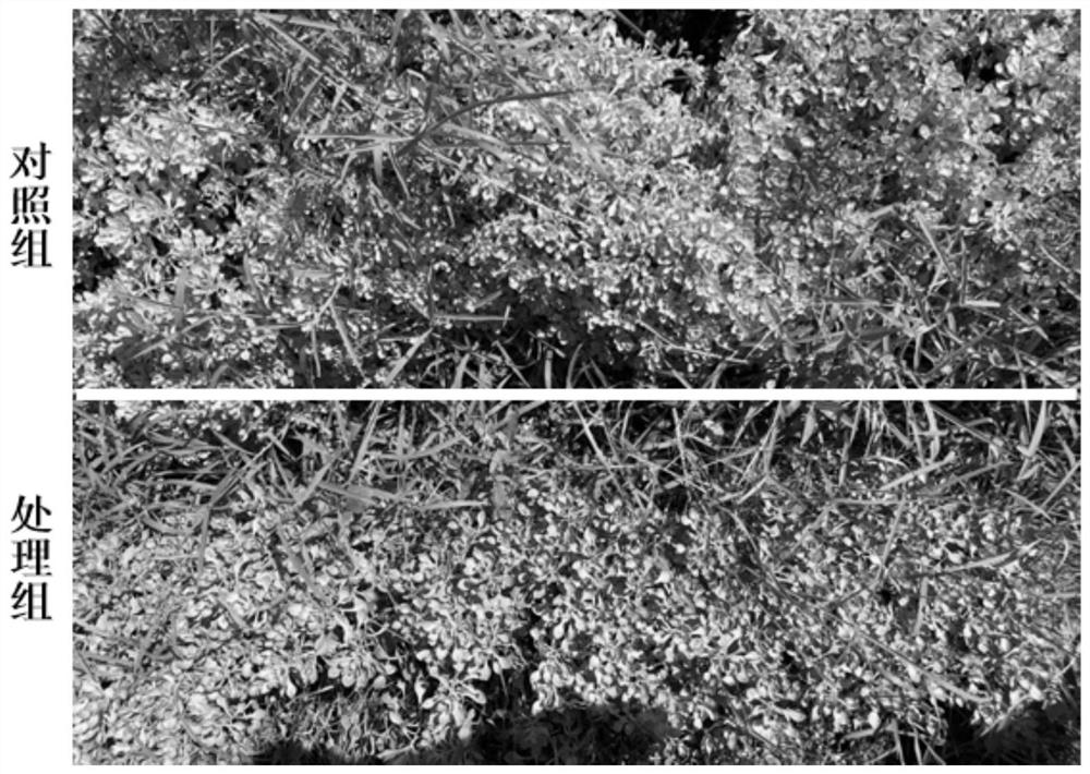 Sedum plumbizincicola multi-harvest and cadmium-polluted soil remediation method