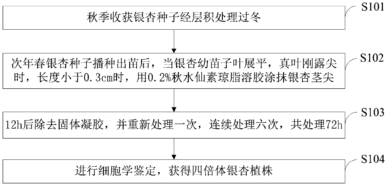 Method of cultivating tetraploid gingko