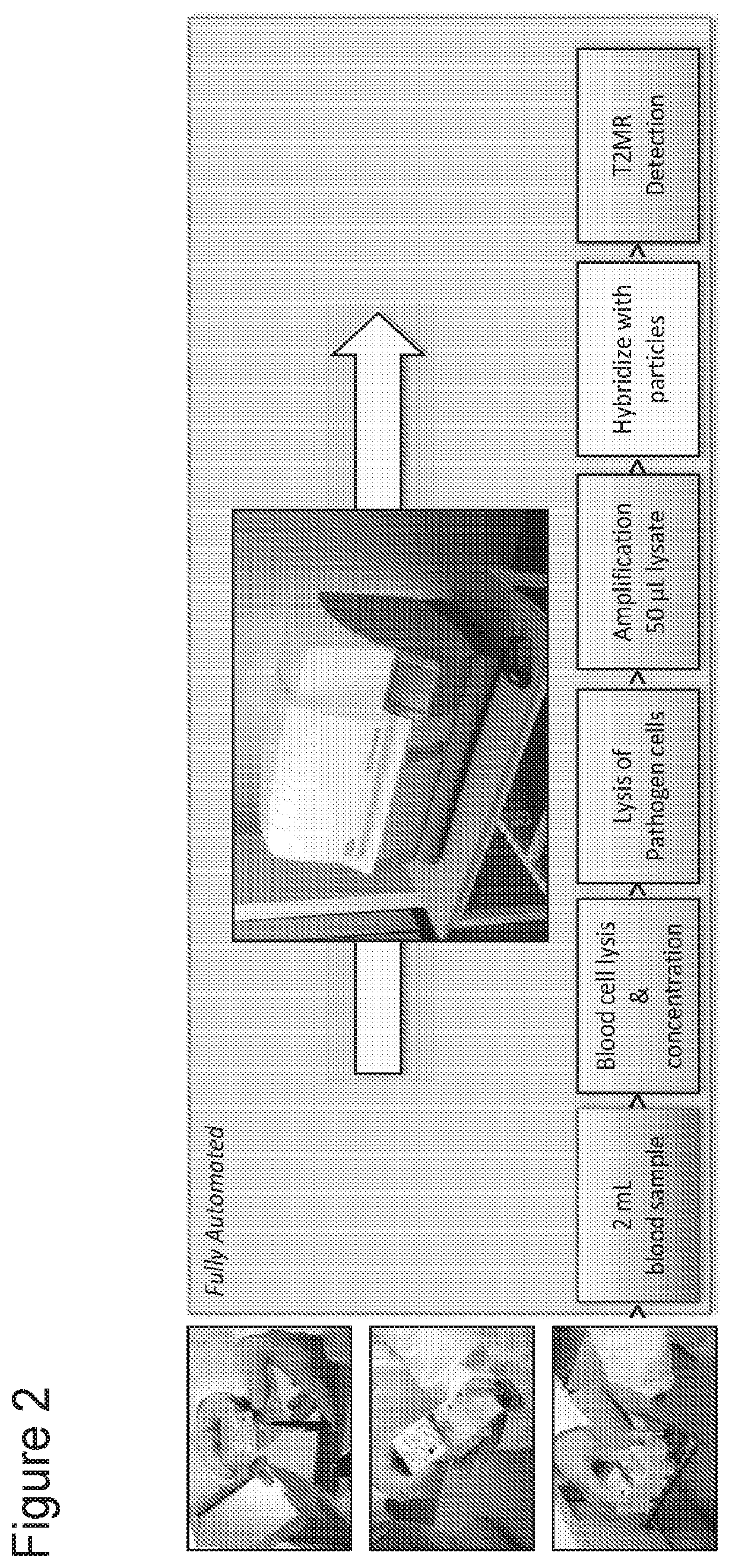 Nmr methods and systems for the rapid detection of tick-borne pathogens