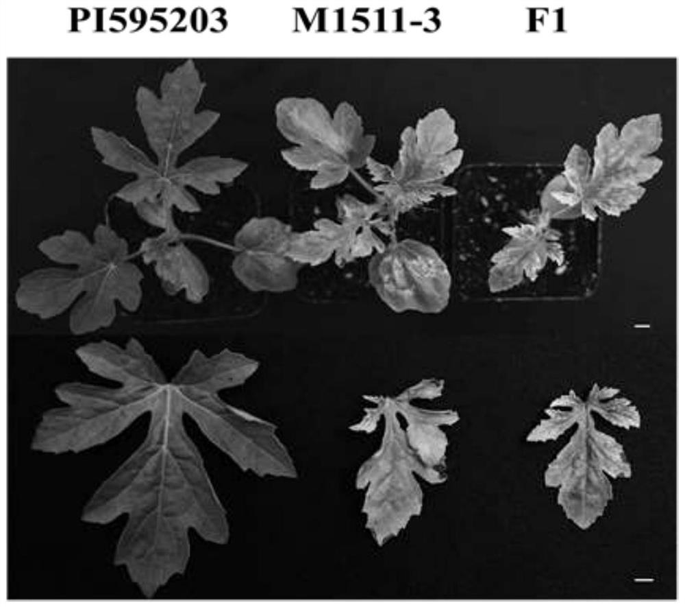 Watermelon Cucumber Green Mottle Mosaic Virus Resistance Identification SNP Molecular Marker and Its Application