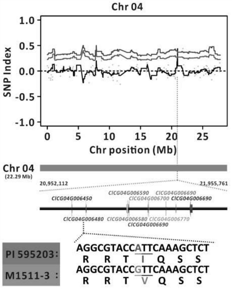 Watermelon Cucumber Green Mottle Mosaic Virus Resistance Identification SNP Molecular Marker and Its Application