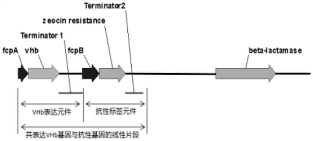 Method for expressing vitreoscilla hemoglobin in phaeodactylum tricornutum for autotrophic and mixotrophic culture