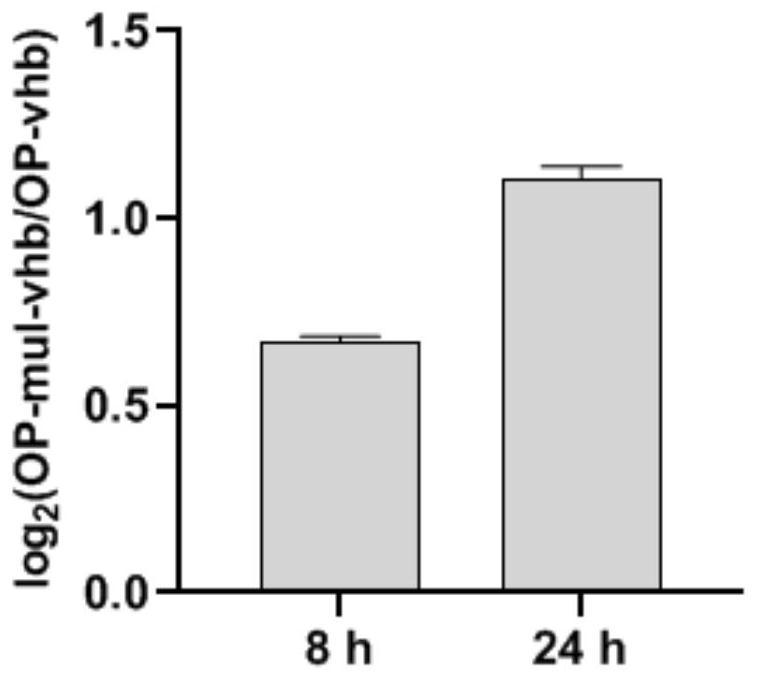 Method for expressing vitreoscilla hemoglobin in phaeodactylum tricornutum for autotrophic and mixotrophic culture