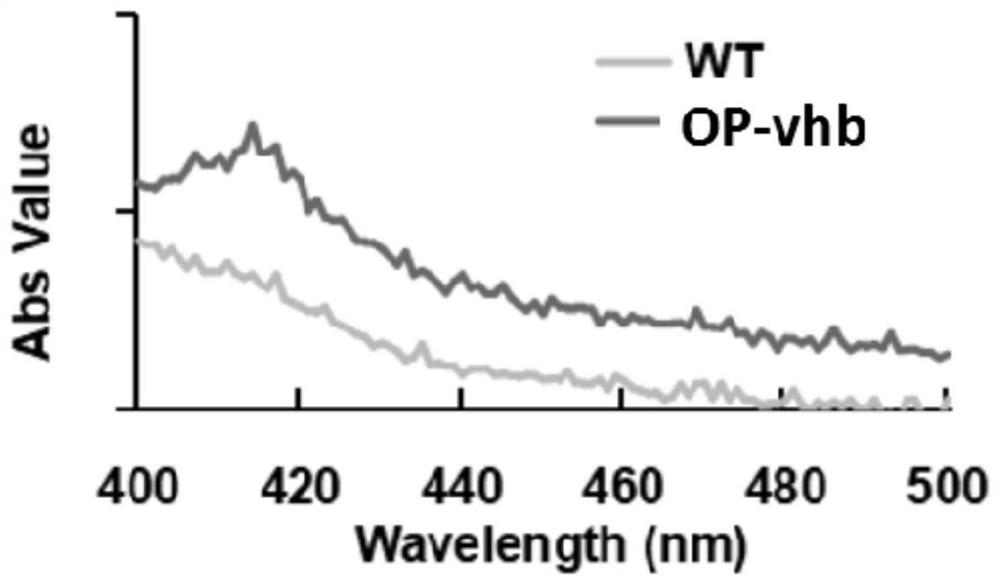 Method for expressing vitreoscilla hemoglobin in phaeodactylum tricornutum for autotrophic and mixotrophic culture