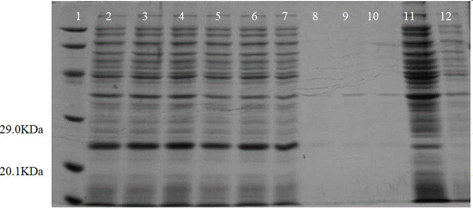 Domestic pig ISG15 recombination protein and encoding gene, recombination plasmid, recombination strain and application thereof