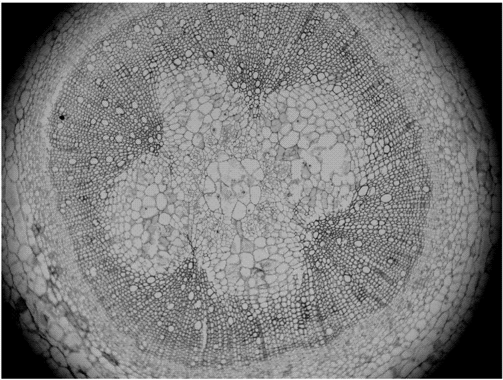 Preparation method of paraffin slices of eggplant root stalk part tissues