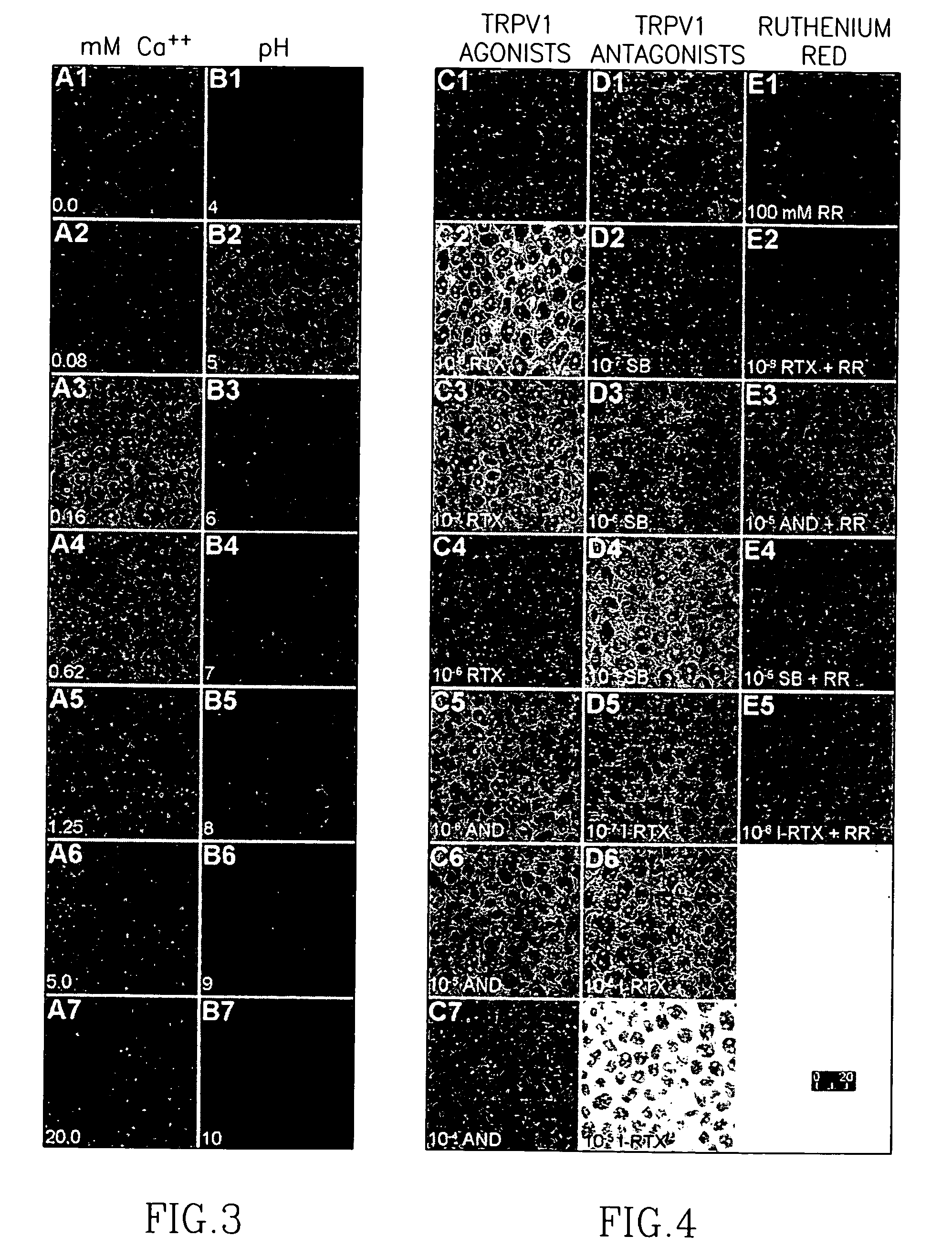 Methods and compositions for the prevention of toxic side effects of aminoglycoside medications