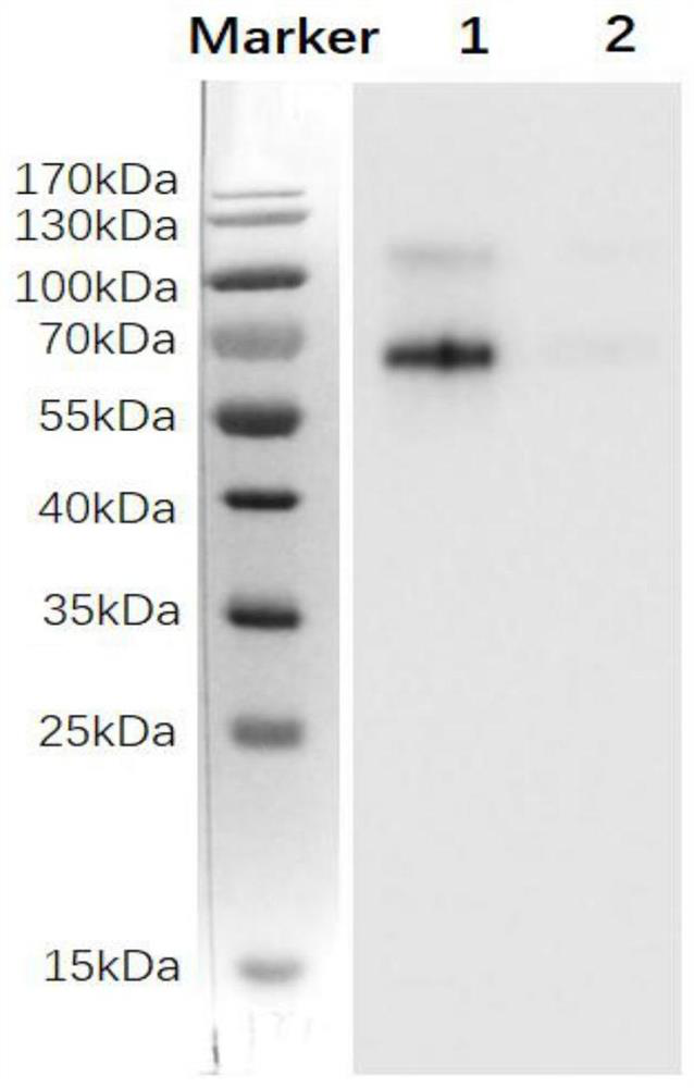 Anti-pax-5 protein monoclonal antibody and its cell line, preparation method and application