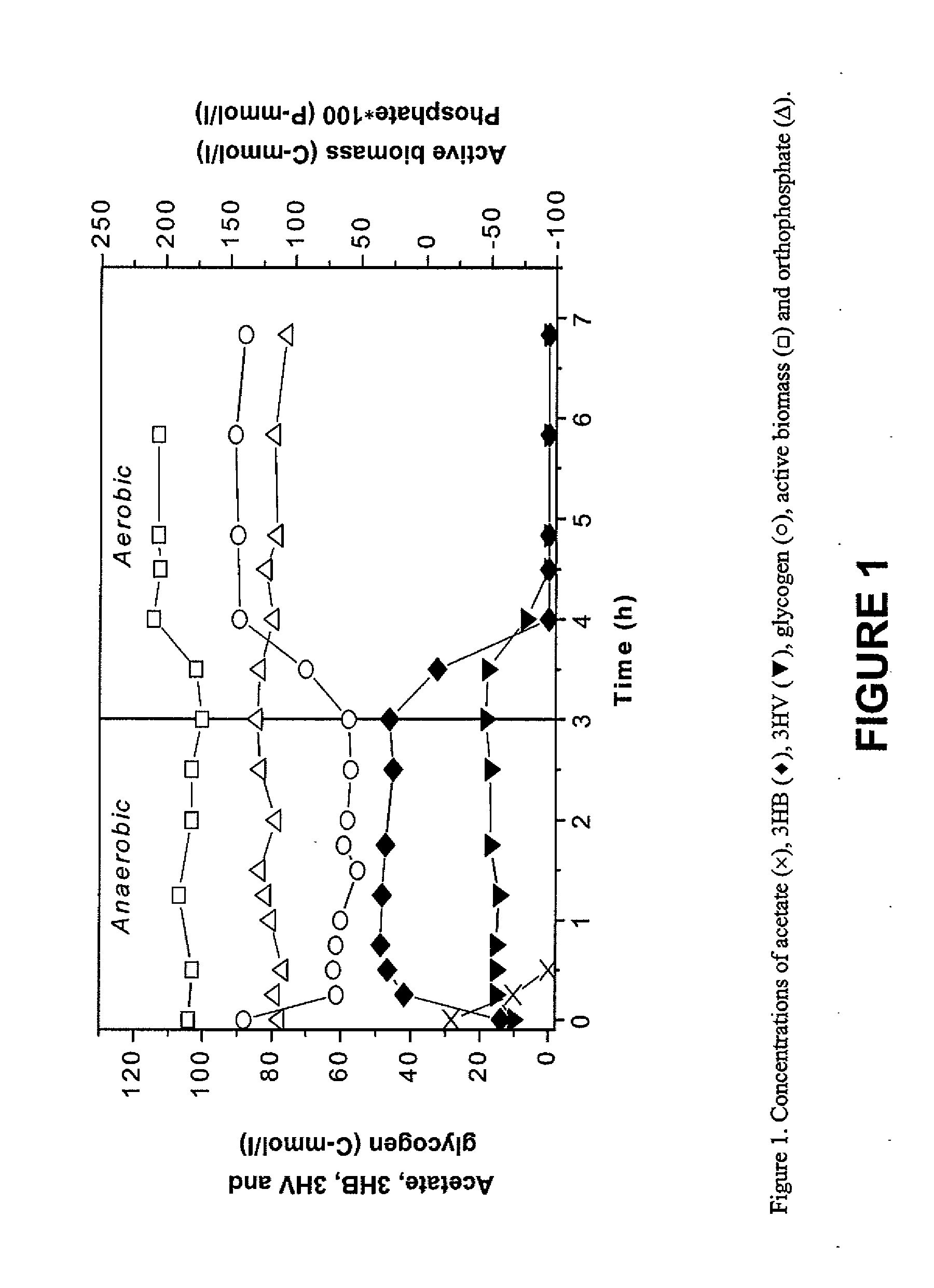 Process for Maximizing PHA Production in Glycogen Accumulating Organisms