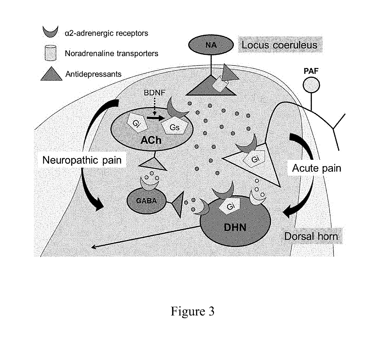 Compound and method for reducing neuropathic pain and depression