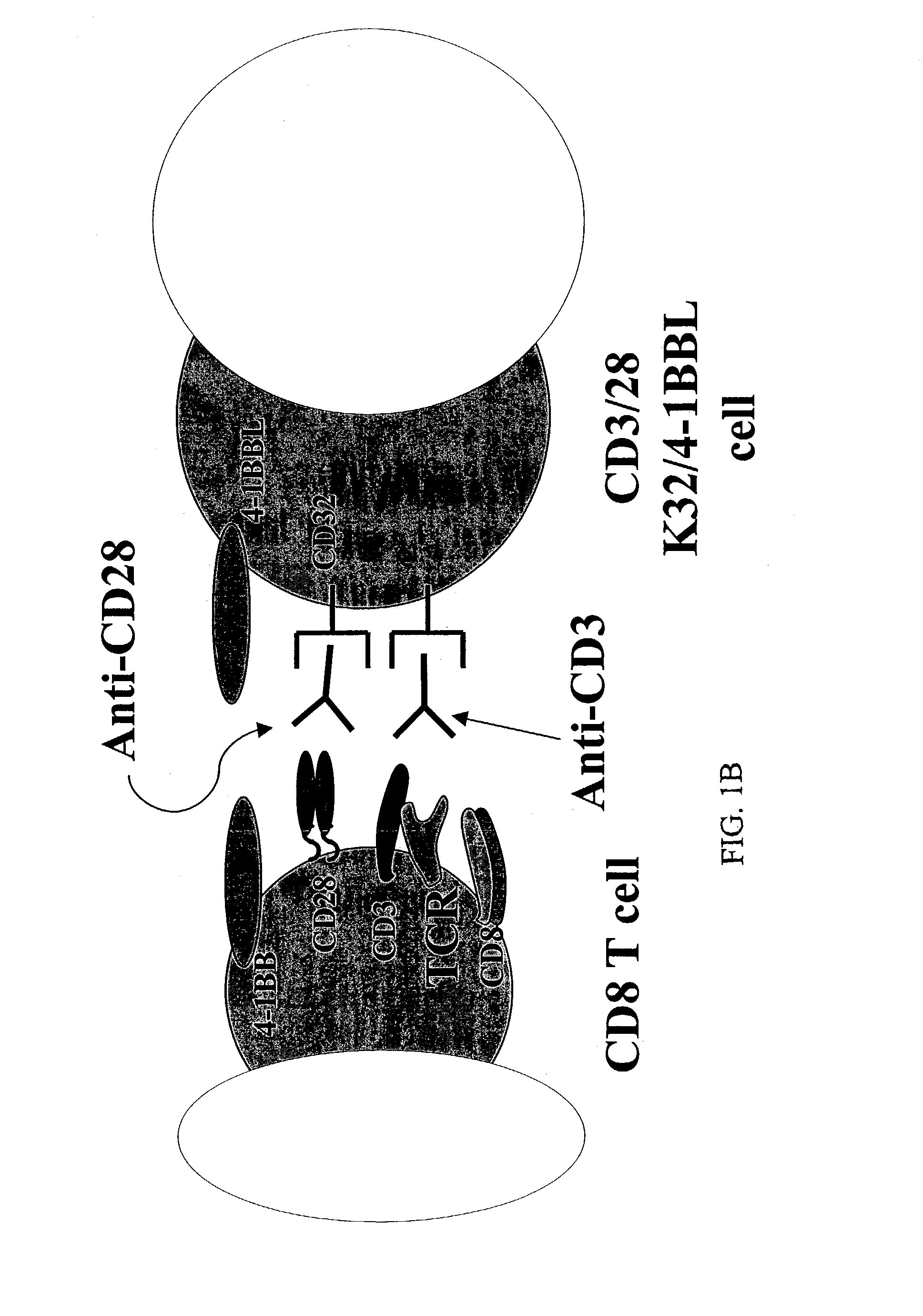 Activation and expansion of T-cells using an agent that provides a primary activation signal and another agent that provides a co-stimulatory signal