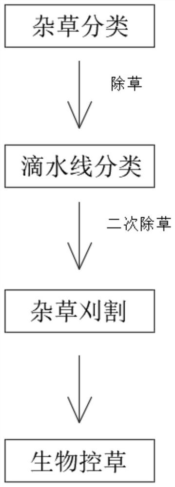 Green weed control method for zanthoxylum bungeanum garden