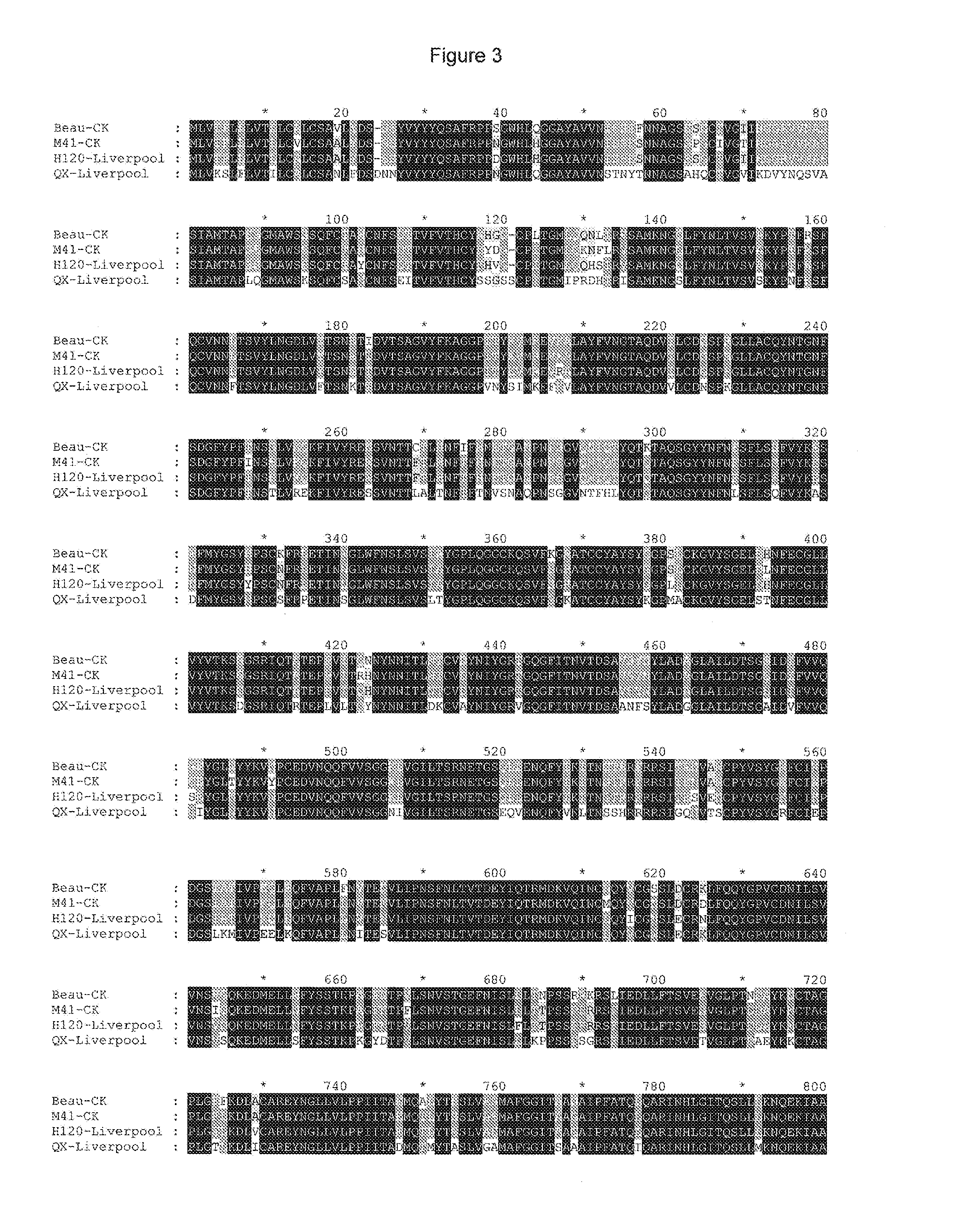 Mutant spike protein extending the tissue tropism of infectious bronchitis virus (IBV)