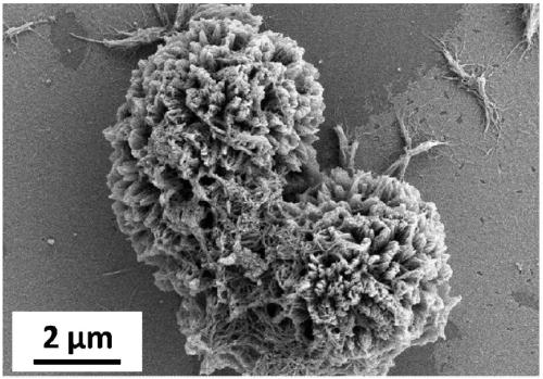 A kind of flower-shaped porous polyaniline nanomaterial and preparation method thereof