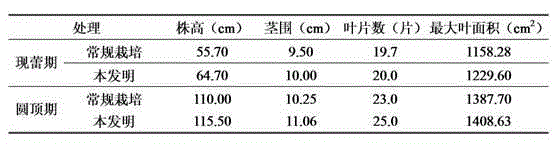 Tobacco culturing method applying large holes for concentrated fertilization