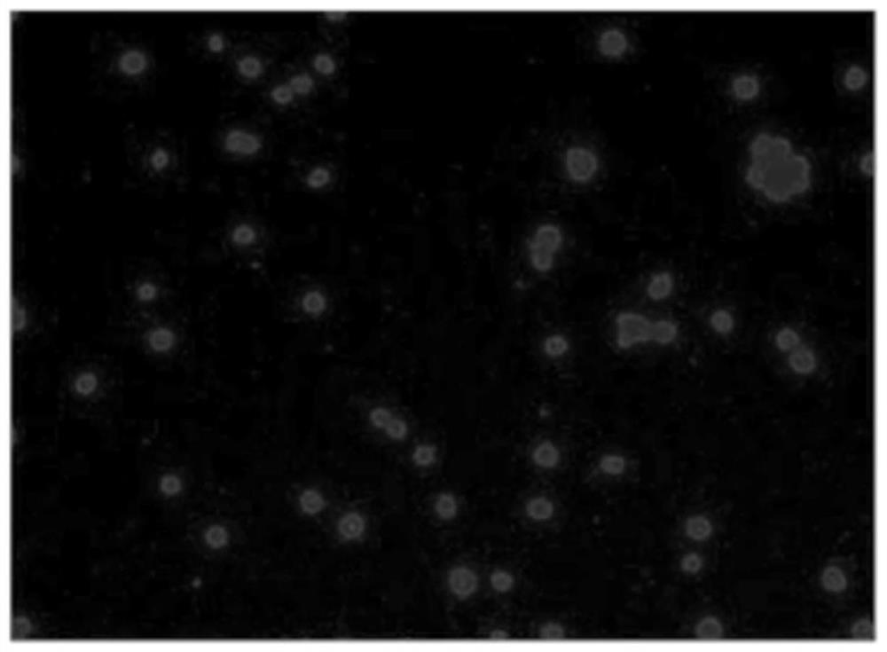 Evaluation method of in-vitro natural killer cell immunocompetence and application thereof