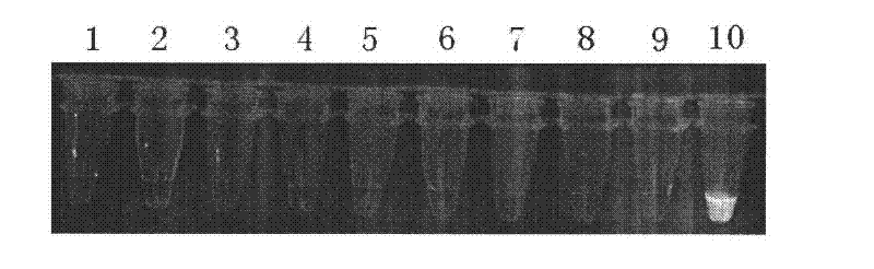 H6 subtype avian influenza virus RT-LAMP (reverse transcription loop-mediated isothermal amplification) kit