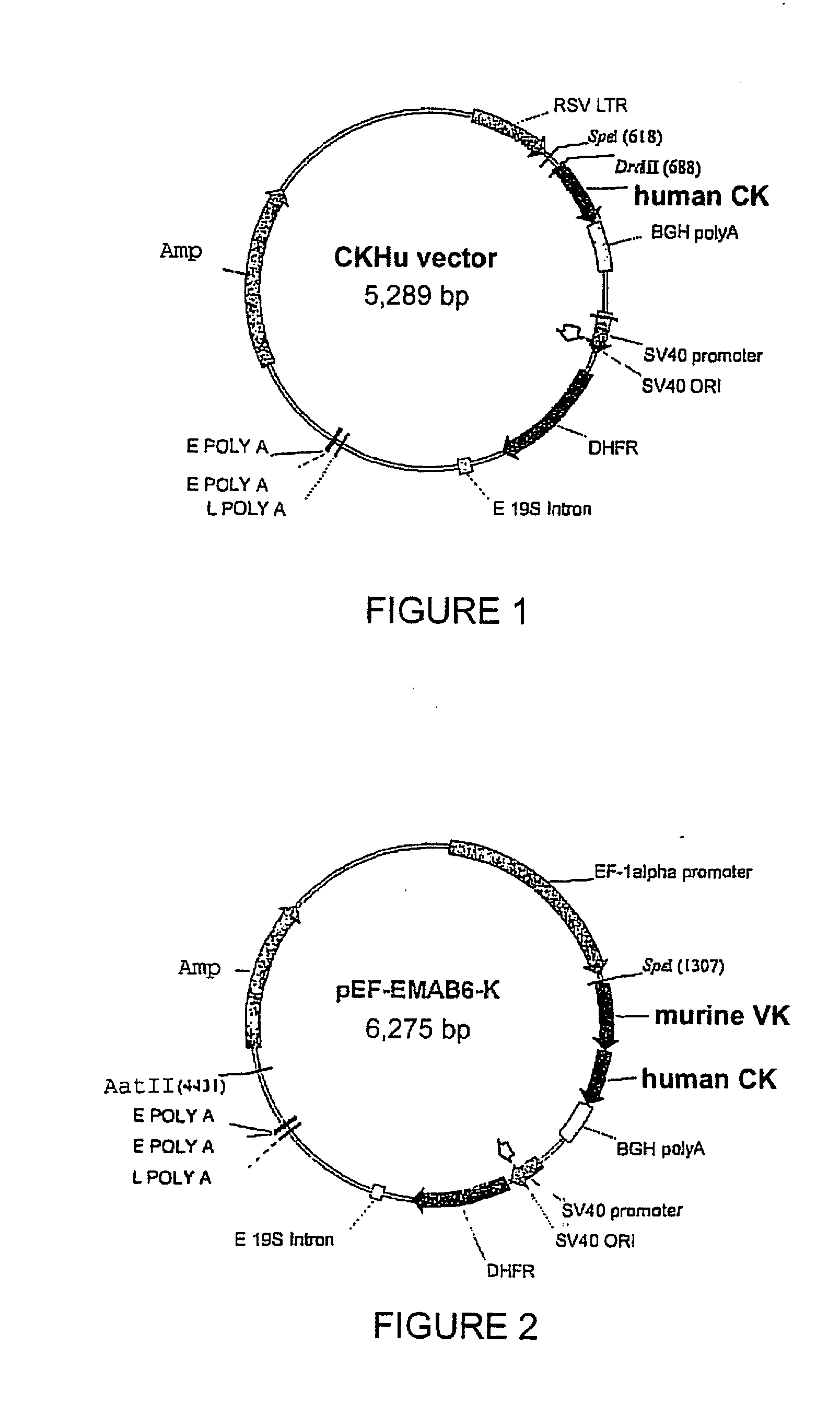 Cytotoxic Antibody Directed Against Type B Lymphoid Hematopoietic Proliferations