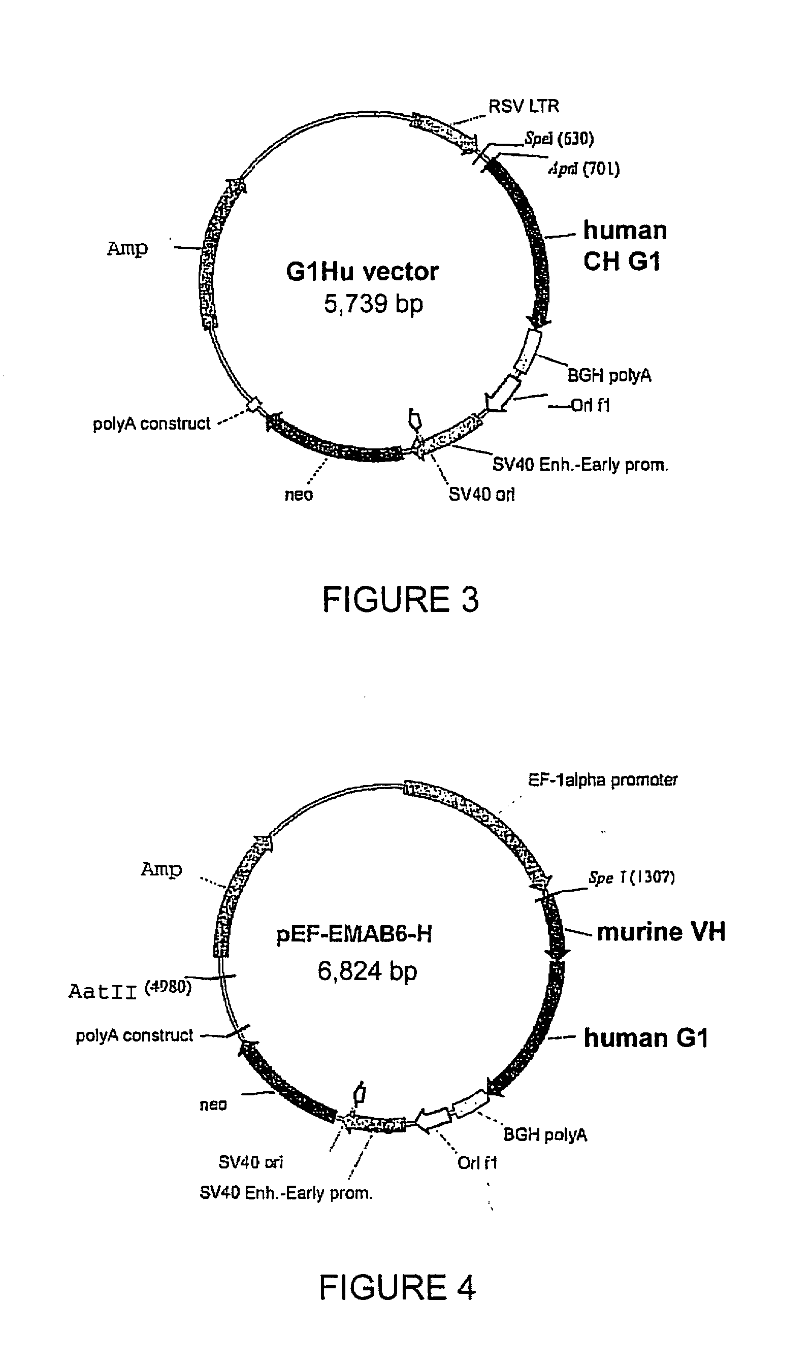 Cytotoxic Antibody Directed Against Type B Lymphoid Hematopoietic Proliferations