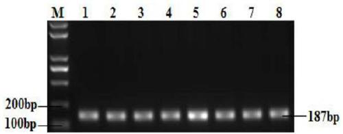 Multi-gene polymerization effect analytic breeding method for increasing lambing number of goats