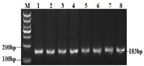 Multi-gene polymerization effect analytic breeding method for increasing lambing number of goats